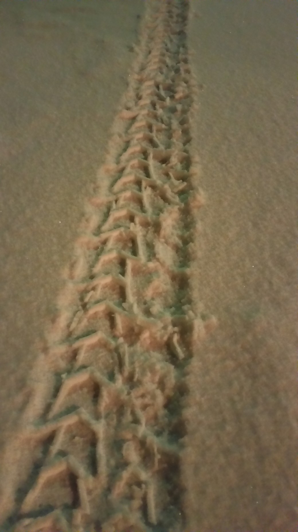 Snow tracks